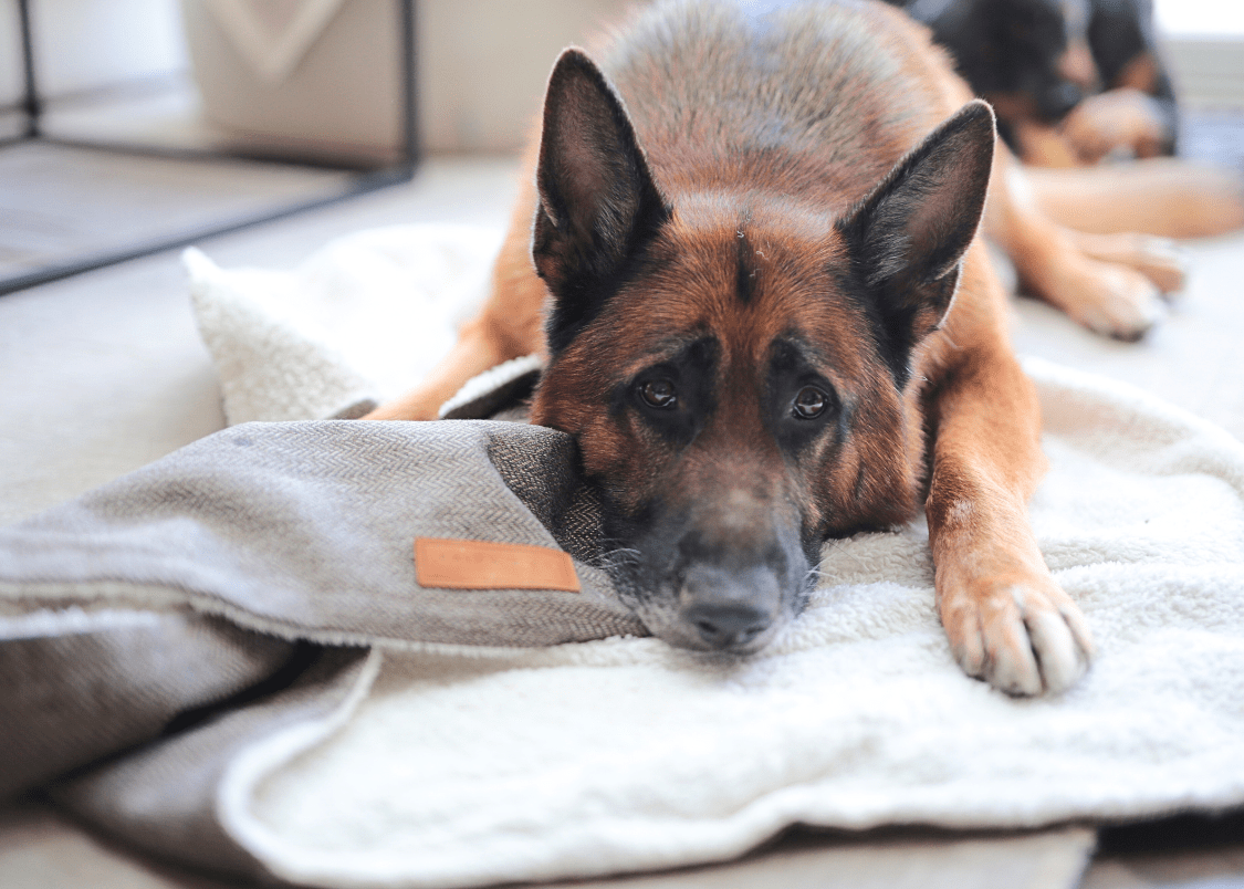 Luxury Washable Tweed Dog Blanket | Lincoln - Pet Supplier Store
