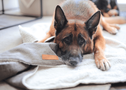 Luxury Washable Tweed Dog Blanket | Lincoln - Pet Supplier Store