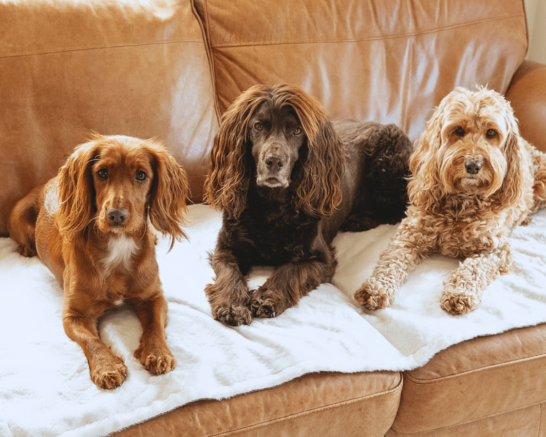 Luxury Washable Tweed Dog Blanket | Lincoln - Pet Supplier Store