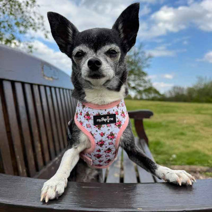 Luxury White Vintage Floral Harness by My Pup and Me - Pet Supplier Store