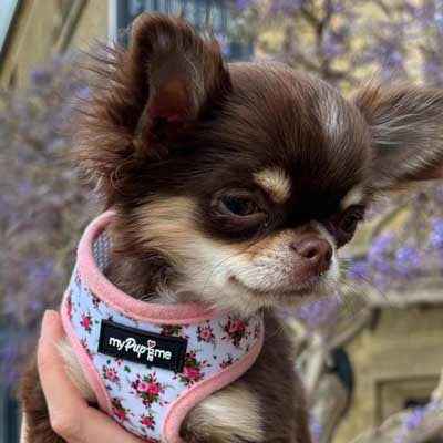Luxury White Vintage Floral Harness by My Pup and Me - Pet Supplier Store