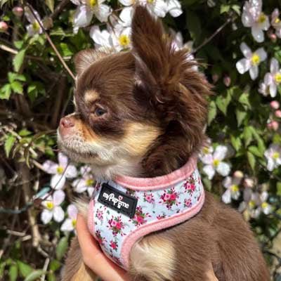 Luxury White Vintage Floral Harness by My Pup and Me - Pet Supplier Store