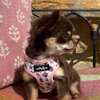 Luxury White Vintage Floral Harness by My Pup and Me - Pet Supplier Store