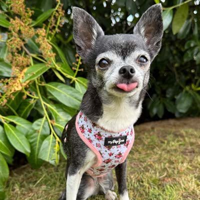 Luxury White Vintage Floral Harness by My Pup and Me - Pet Supplier Store