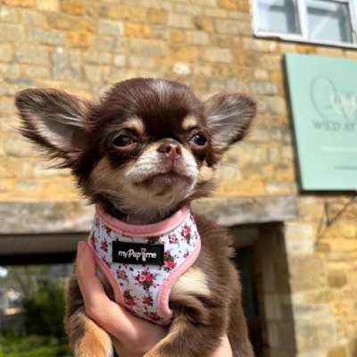 Luxury White Vintage Floral Harness by My Pup and Me - Pet Supplier Store