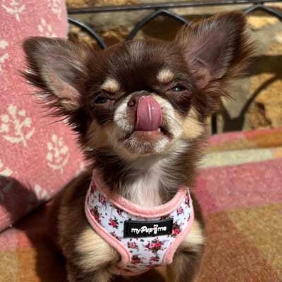 Luxury White Vintage Floral Harness by My Pup and Me - Pet Supplier Store