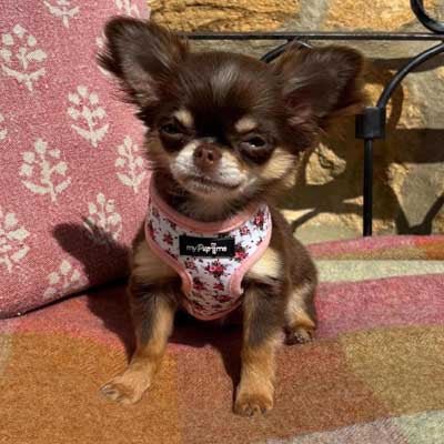 Luxury White Vintage Floral Harness by My Pup and Me - Pet Supplier Store