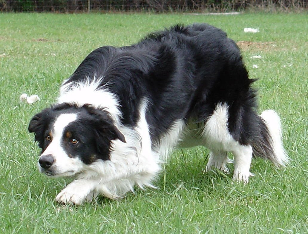 Max Strength Premium Canine Joint Supplement - Adult Working & Performance From - Pet Supplier Store