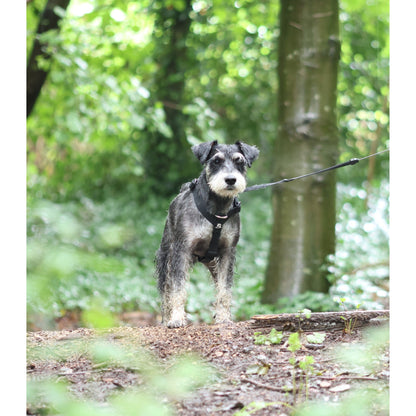 Mini Waterproof Harness - Pet Supplier Store