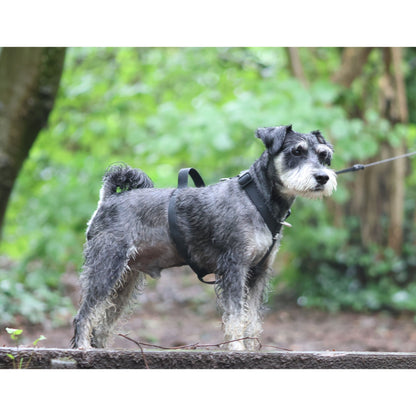 Mini Waterproof Harness - Pet Supplier Store