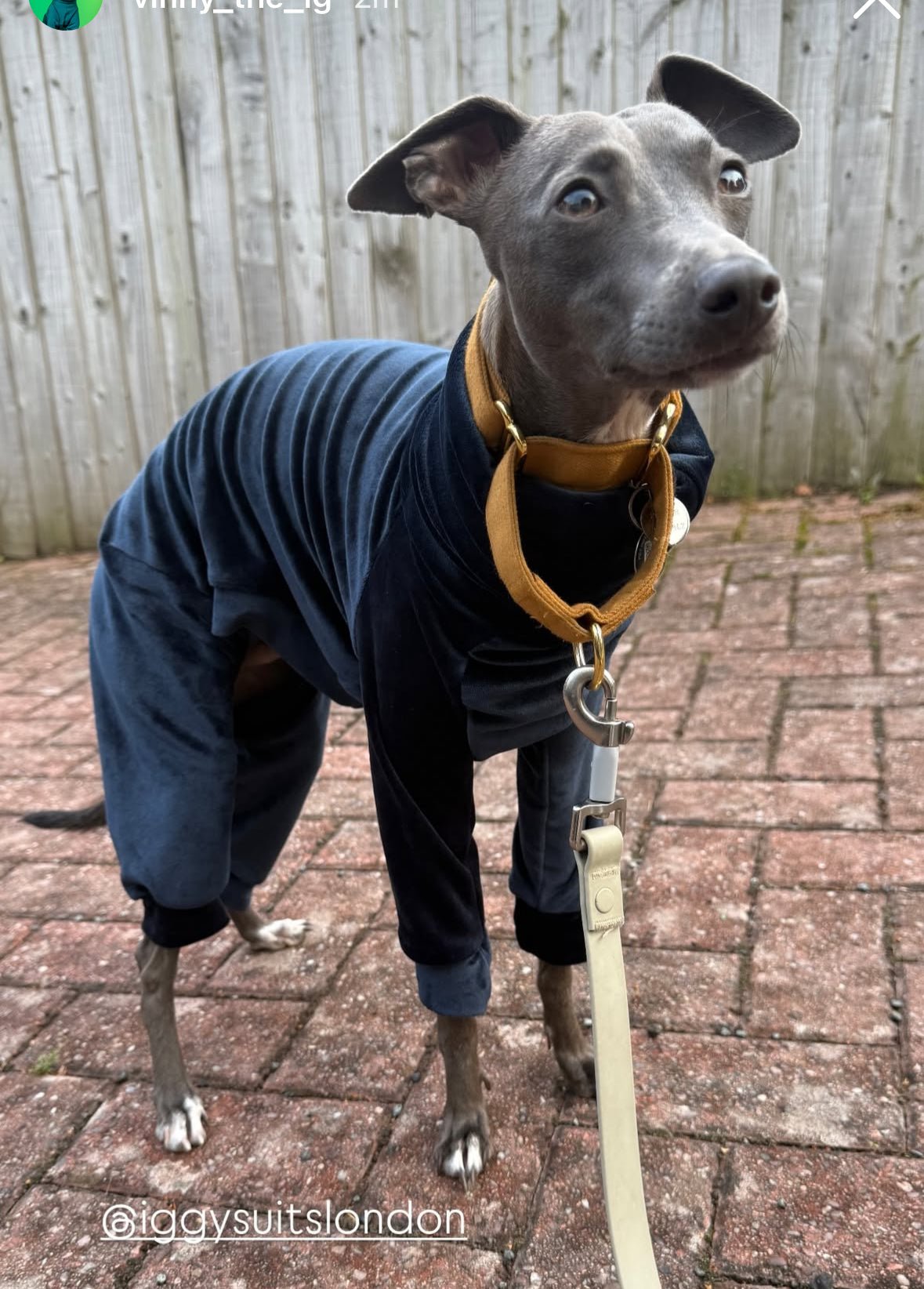 Mink Velour Jersey Suit - Navy Blue - Pet Supplier Store