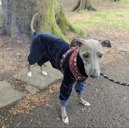 Mink Velour Jersey Suit - Navy Blue - Pet Supplier Store