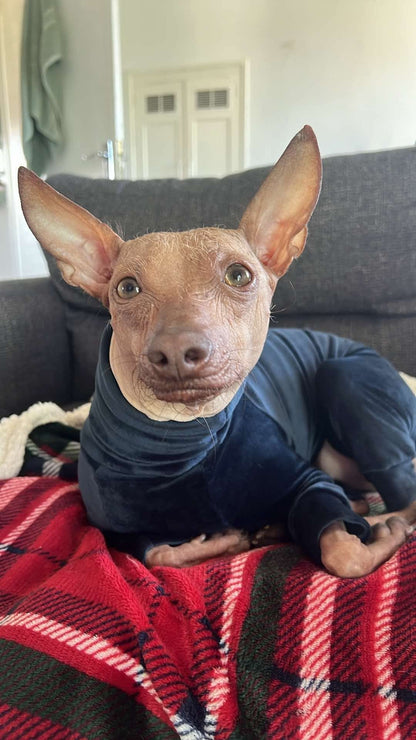 Mink Velour Jersey Suit - Navy Blue - Pet Supplier Store