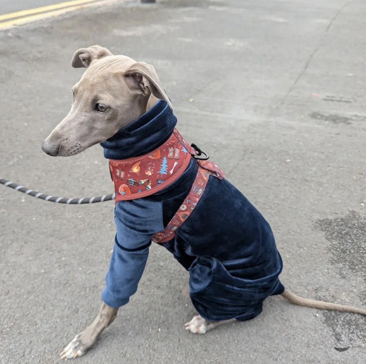 Mink Velour Jersey Suit - Navy Blue - Pet Supplier Store