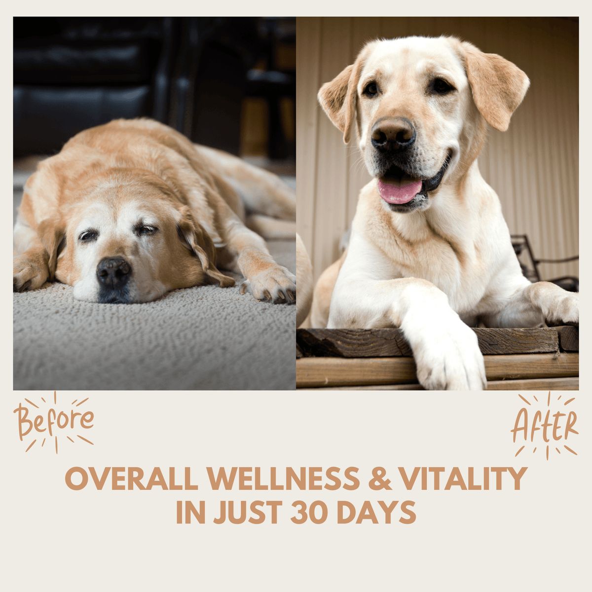 Multivitamin Treats - Pet Supplier Store