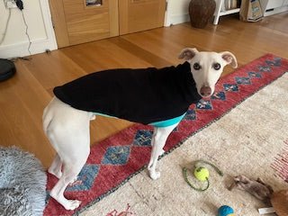 Open-Leg Fleece Vest - Black & Aqua - Pet Supplier Store