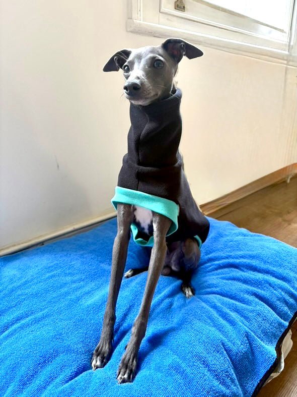 Open-Leg Fleece Vest - Black & Aqua - Pet Supplier Store