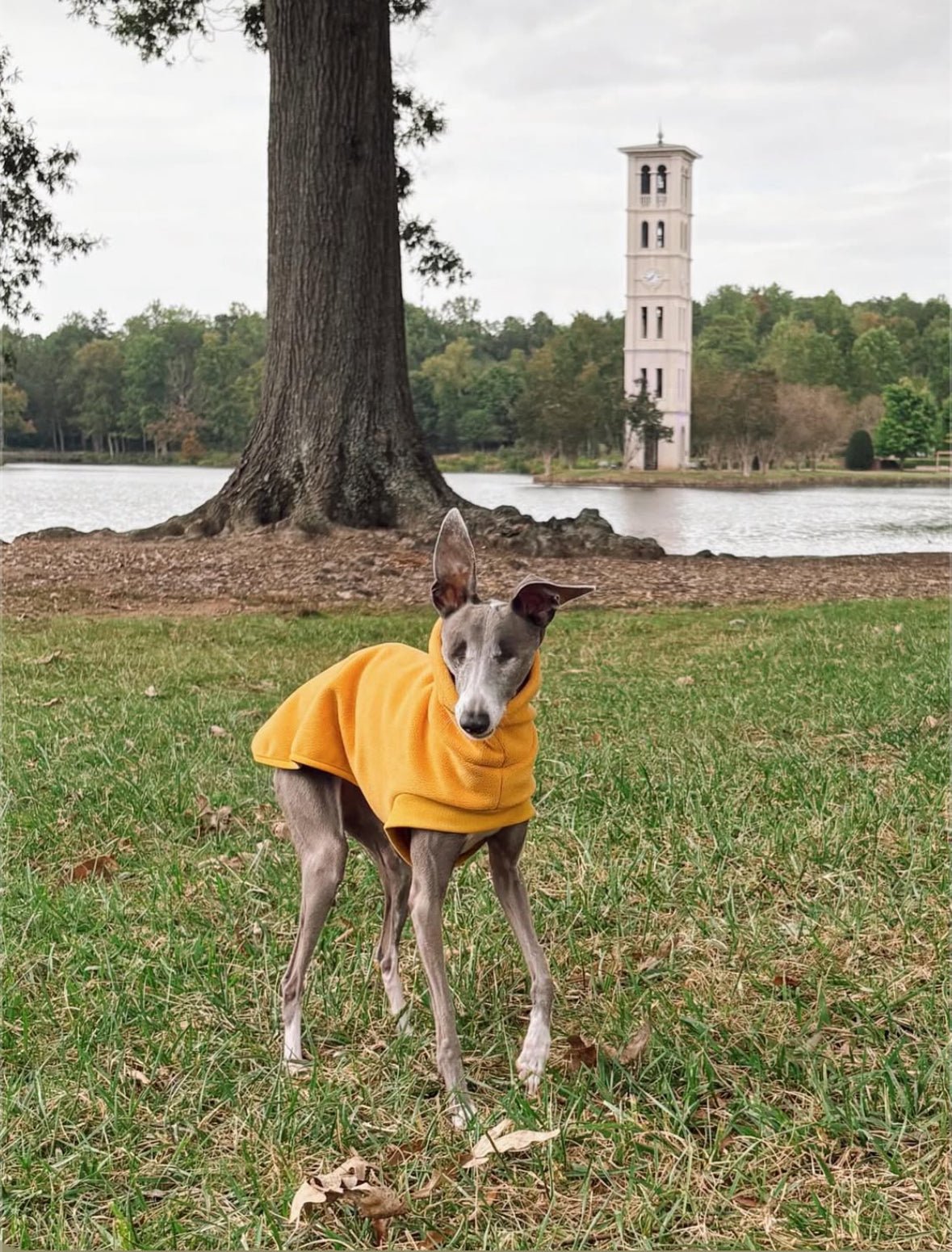 Open-Leg Fleece Vest - Black & Aqua - Pet Supplier Store