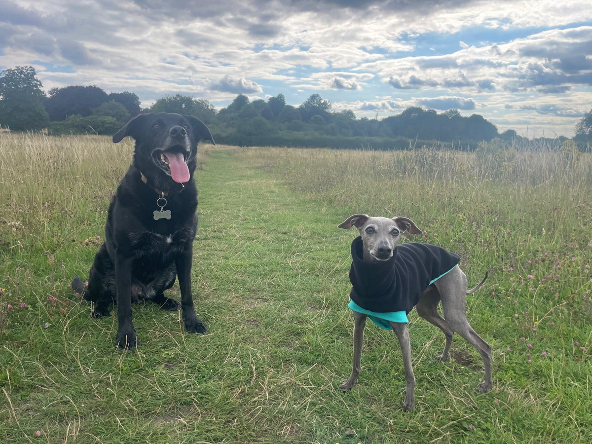 Open-Leg Fleece Vest - Black & Aqua - Pet Supplier Store