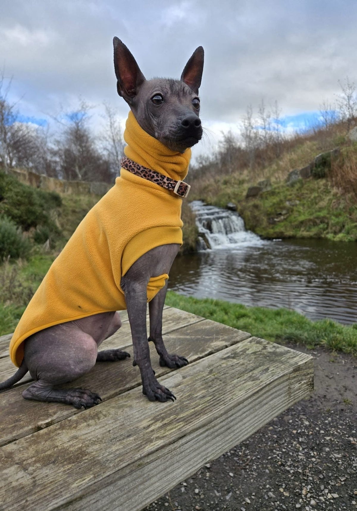 Open-Leg Fleece Vest - Black & Aqua - Pet Supplier Store