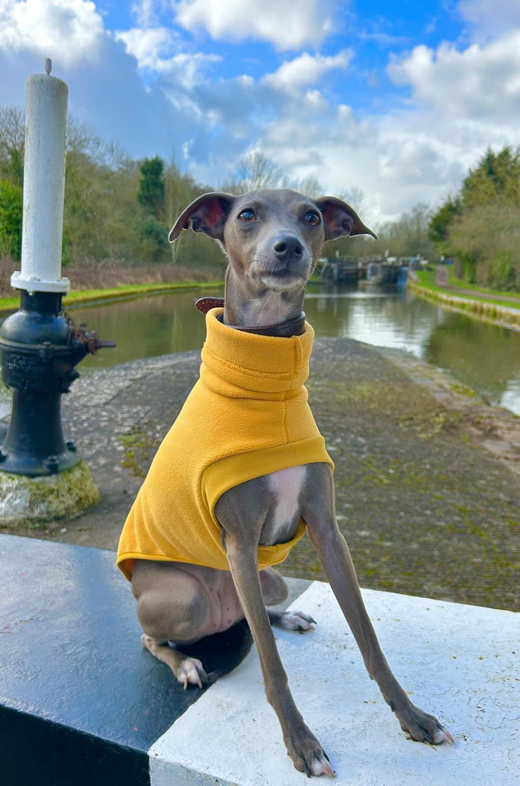 Open-Leg Fleece Vest - Black & Aqua - Pet Supplier Store