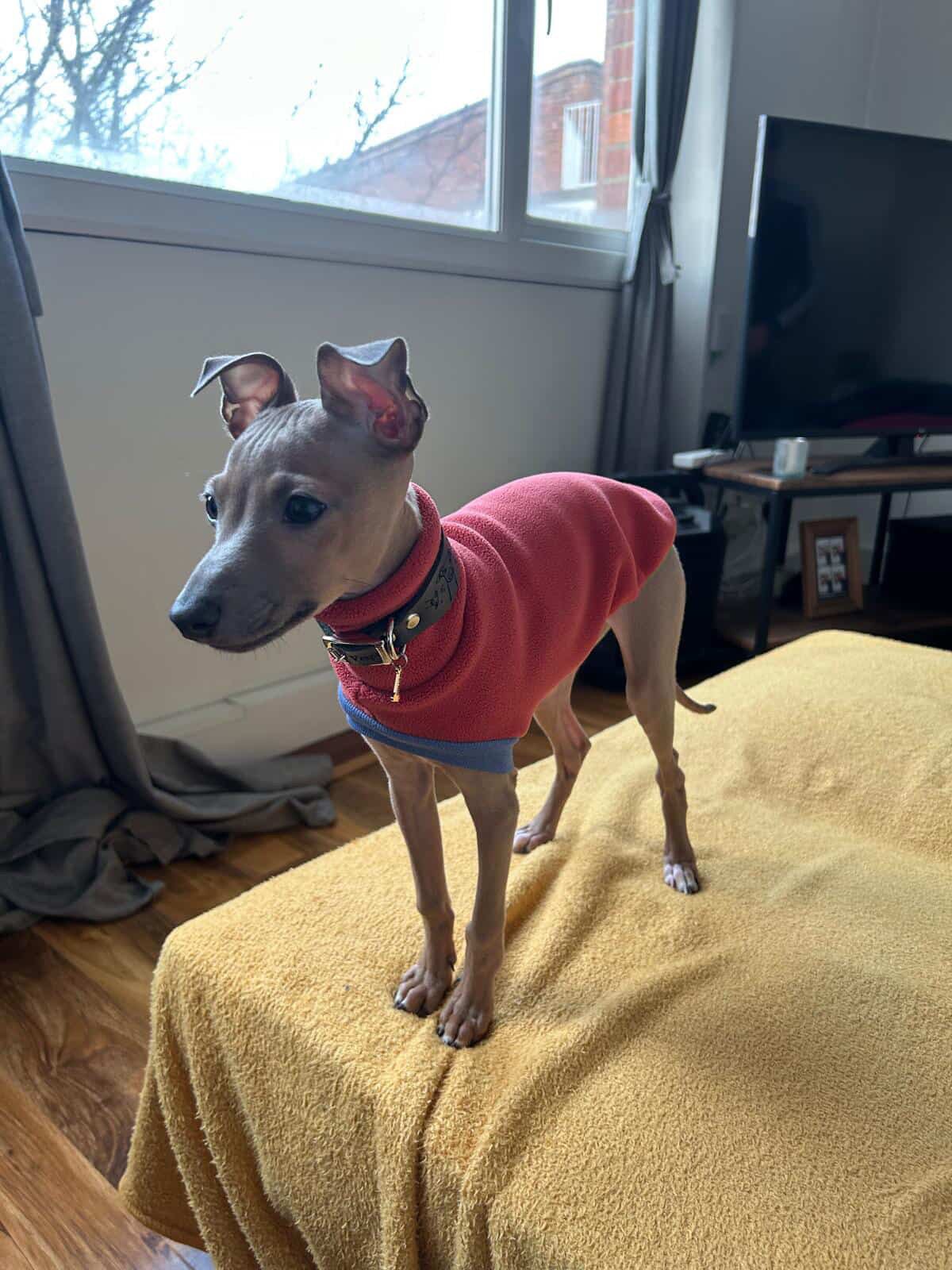 Open-Leg Fleece Vest - Coral - Pet Supplier Store