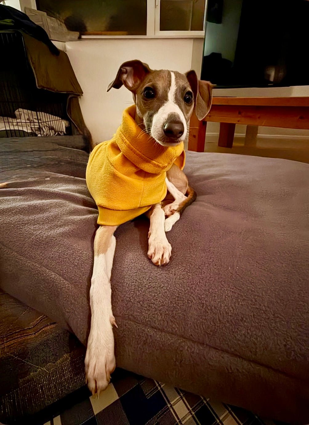 Open-Leg Fleece Vest - Yellow - Pet Supplier Store