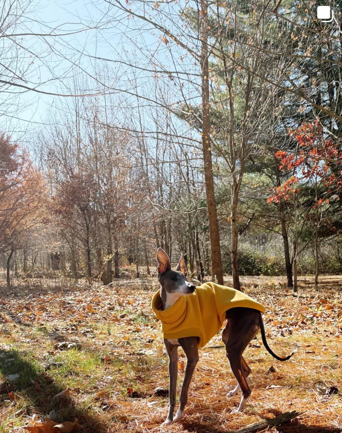 Open-Leg Fleece Vest - Yellow - Pet Supplier Store