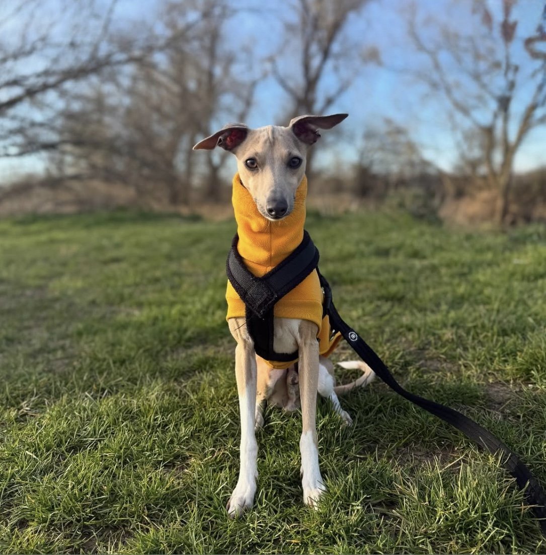 Open-Leg Fleece Vest - Yellow - Pet Supplier Store