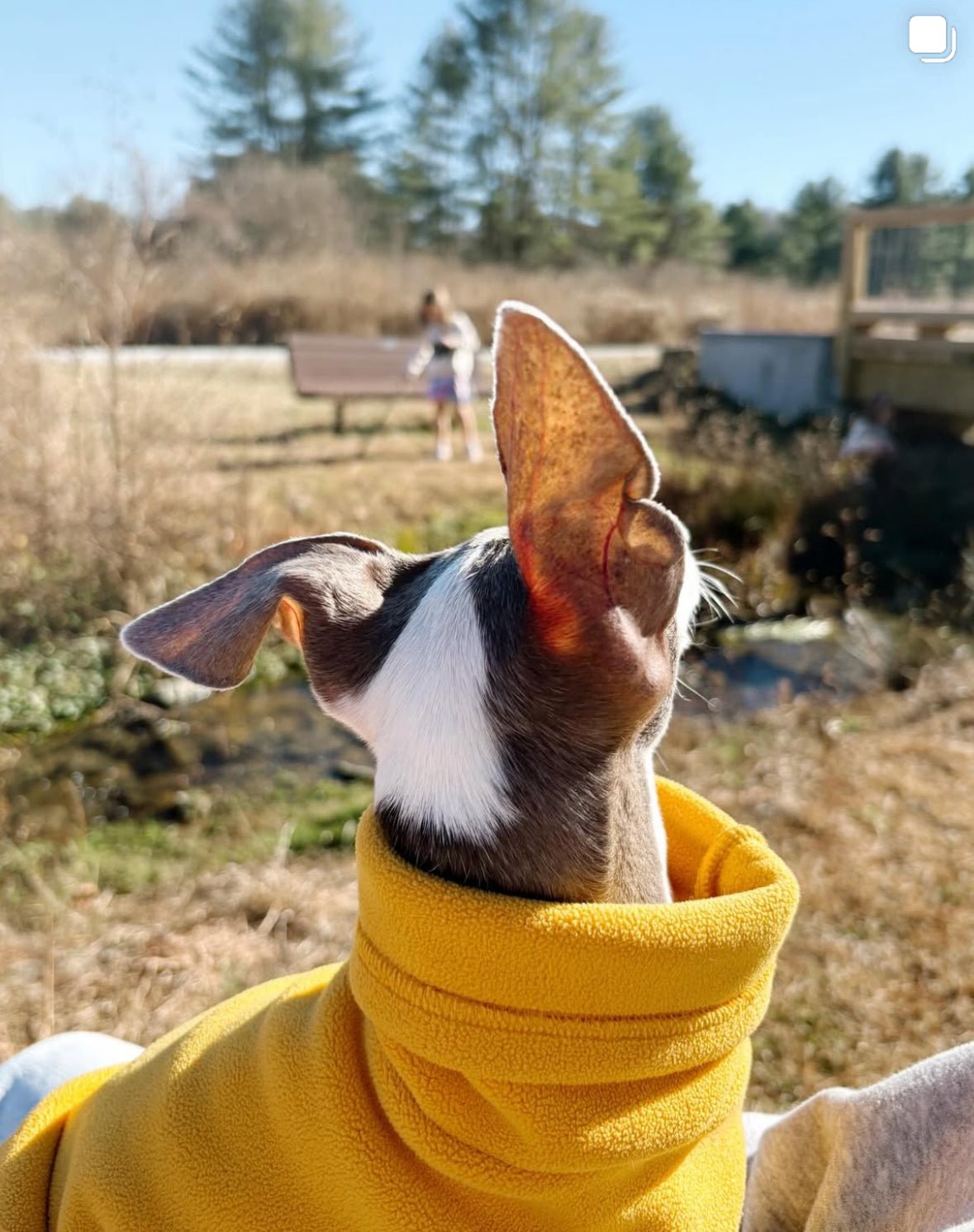 Open-Leg Fleece Vest - Yellow - Pet Supplier Store