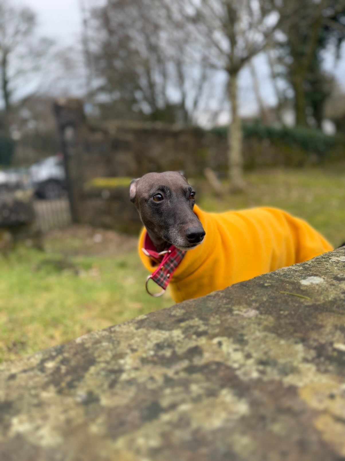 Open-Leg Fleece Vest - Yellow - Pet Supplier Store