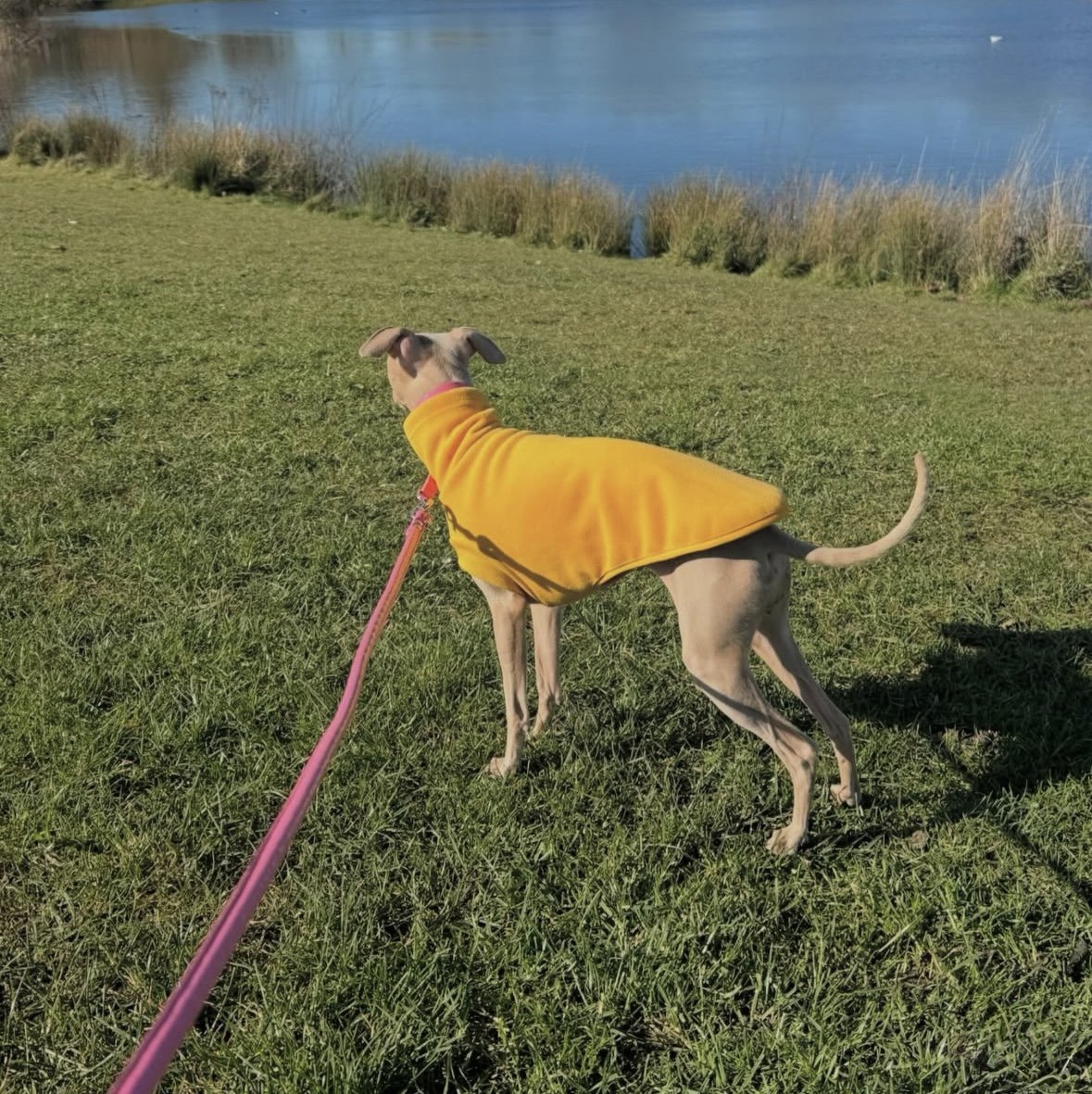 Open-Leg Fleece Vest - Yellow - Pet Supplier Store