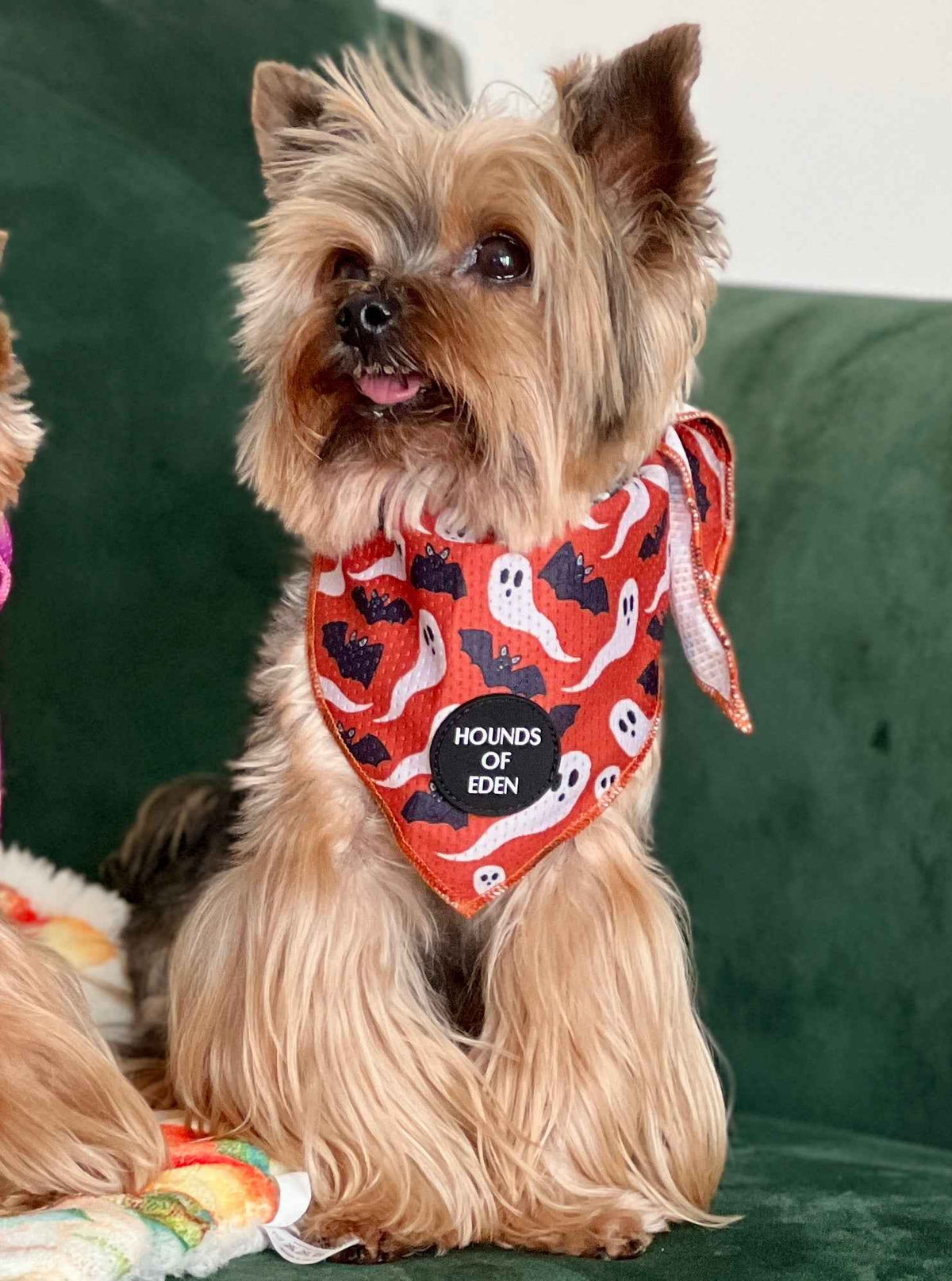Orange Bats + Ghosts Halloween Dog Bandana 👻 - Pet Supplier Store