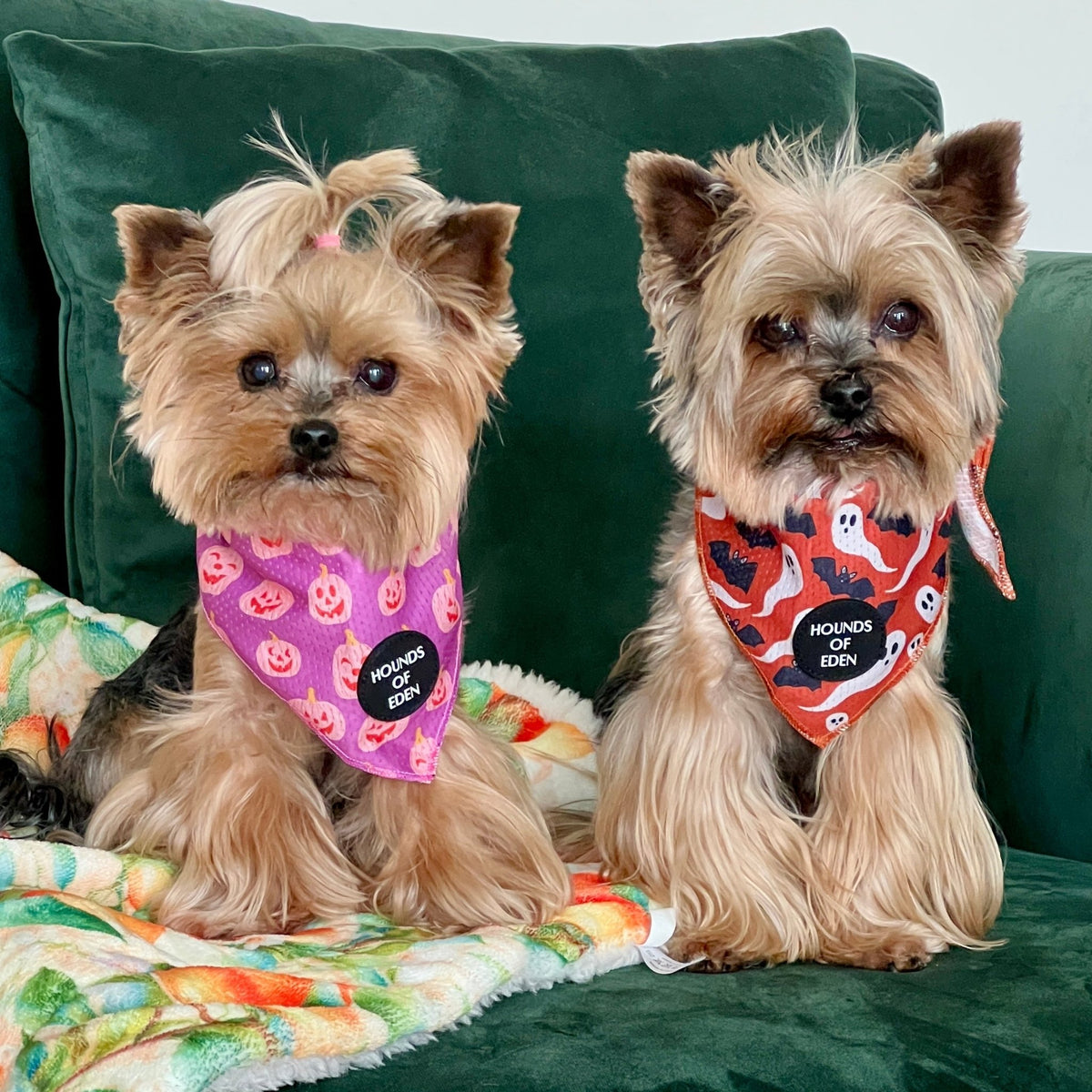 Orange Bats + Ghosts Halloween Dog Bandana 👻 - Pet Supplier Store
