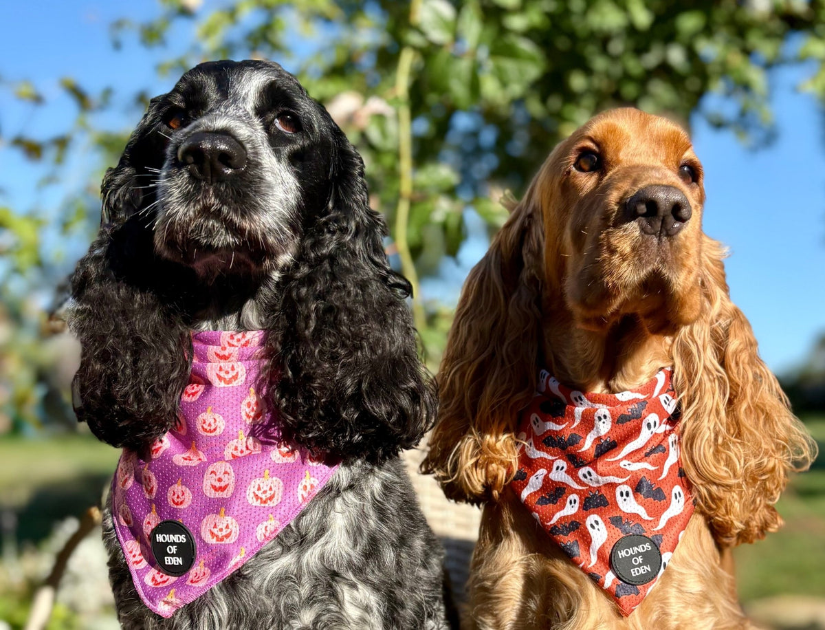 Orange Bats + Ghosts Halloween Dog Bandana 👻 - Pet Supplier Store