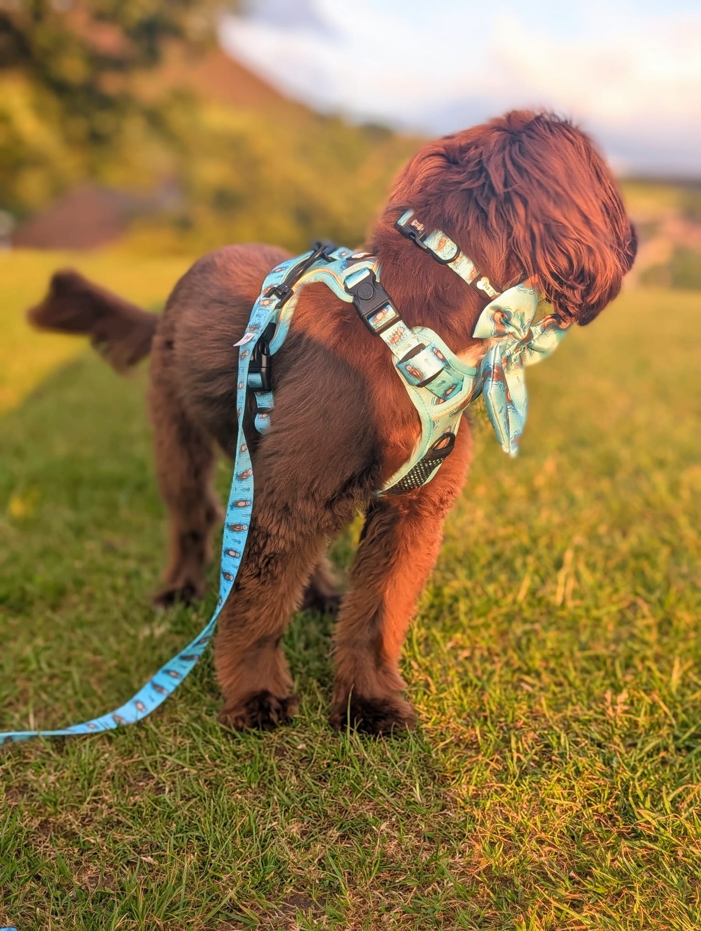 Otterly Lovely 5ft dog lead 🦦💙 - Pet Supplier Store