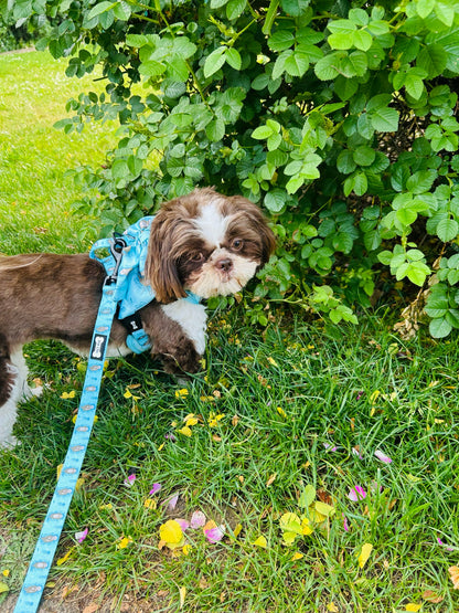 Otterly Lovely 5ft dog lead 🦦💙 - Pet Supplier Store