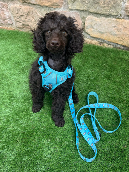 Otterly Lovely 5ft dog lead 🦦💙 - Pet Supplier Store