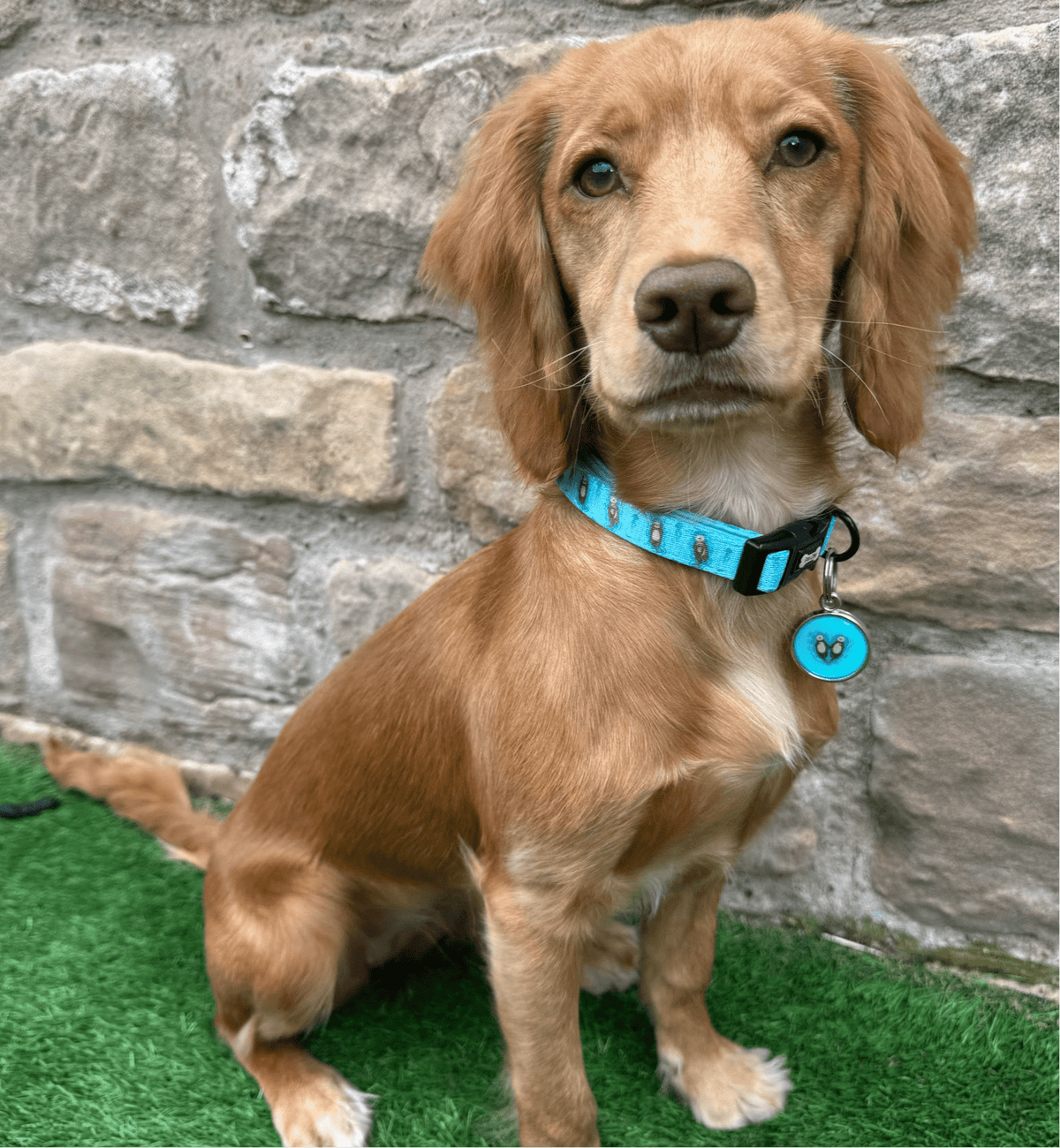 Otterly Lovely Dog Collar 🦦💙 - Pet Supplier Store