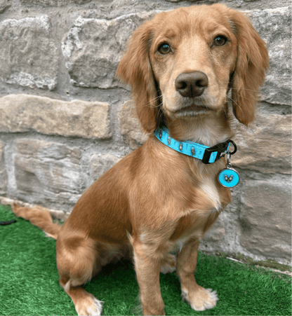 Otterly Lovely Dog Collar 🦦💙 - Pet Supplier Store