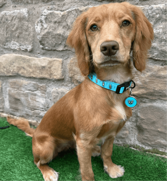 Otterly Lovely Dog Collar 🦦💙 - Pet Supplier Store