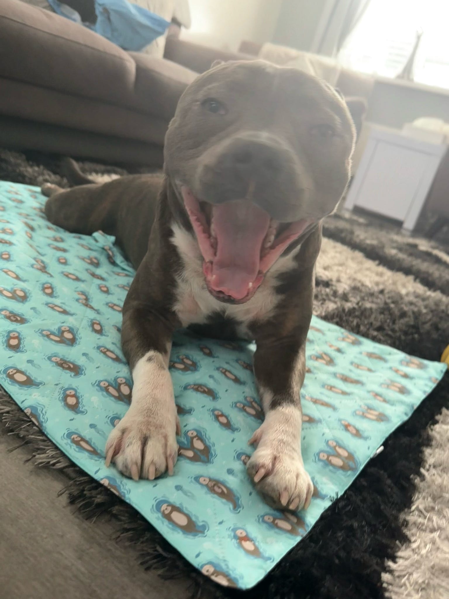 Otterly Lovely Dog Settle Mat - The Perfect Travel Mat for Your Dog! 🦦💙 - Pet Supplier Store
