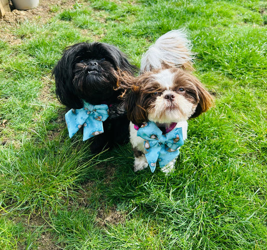 Otterly Lovely Sailor bow 🦦💙 - Pet Supplier Store