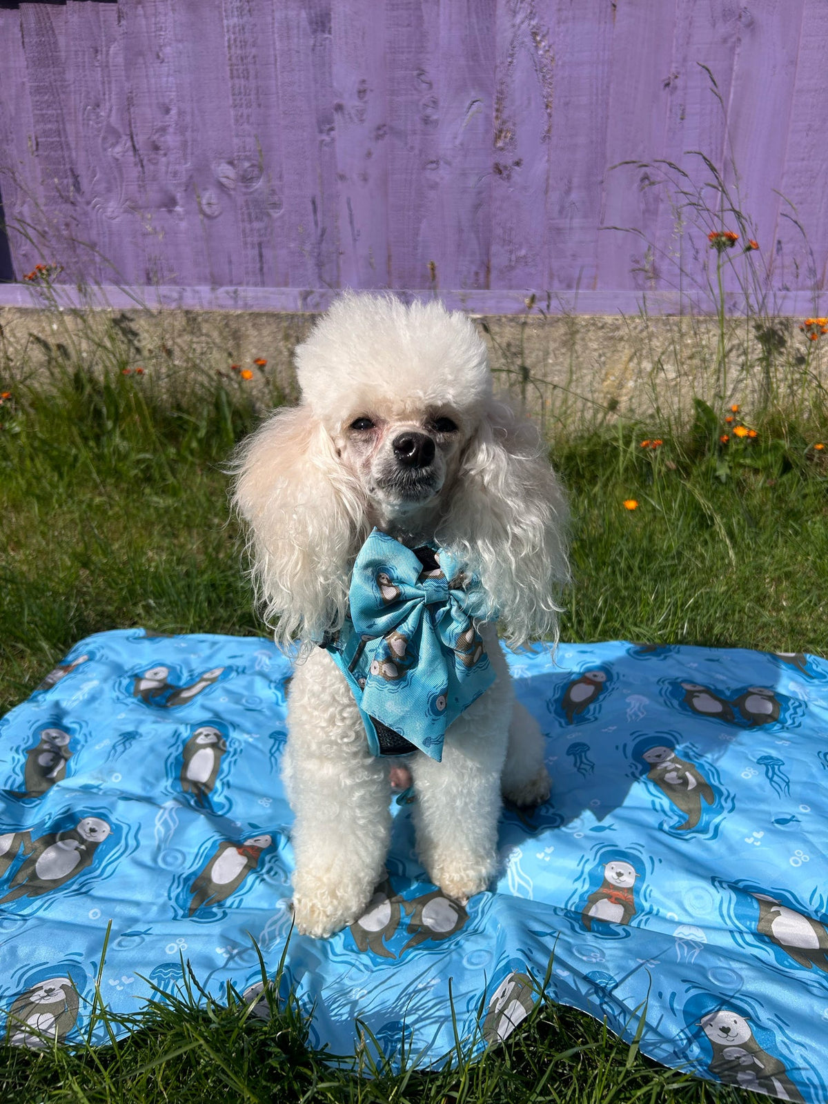 Otterly Lovely Sailor bow 🦦💙 - Pet Supplier Store
