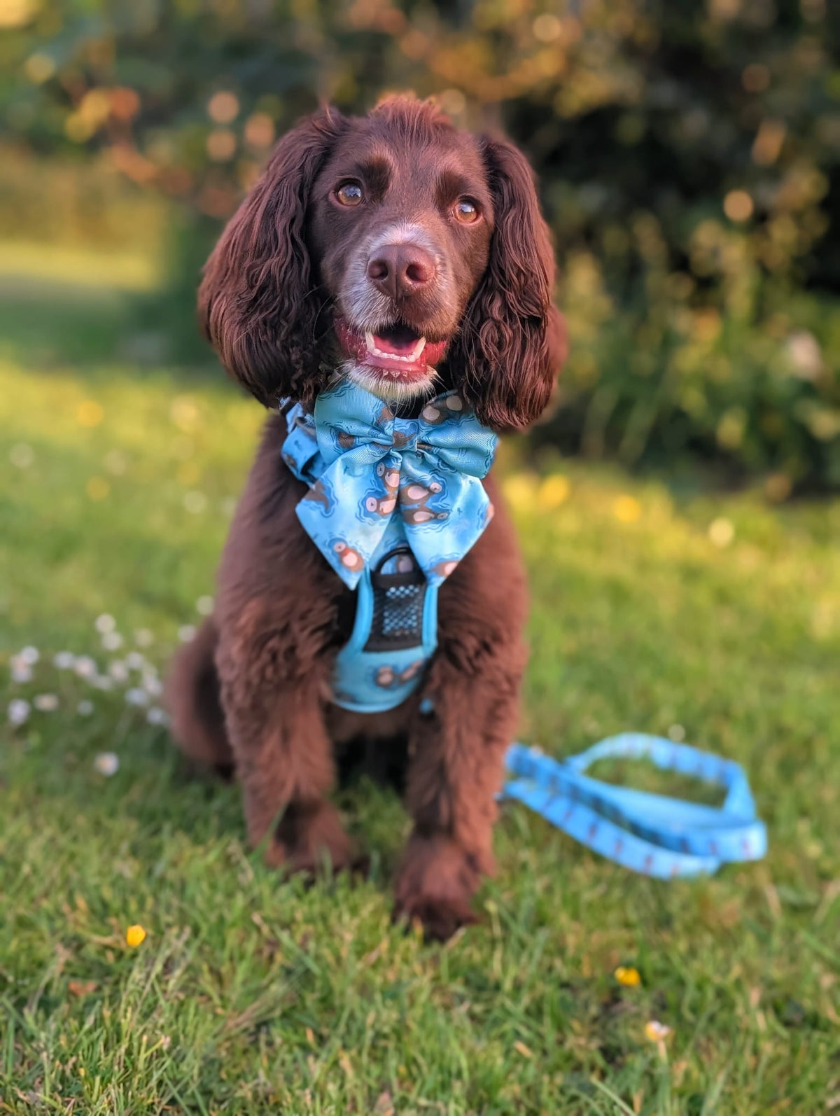 Otterly Lovely Sailor bow 🦦💙 - Pet Supplier Store