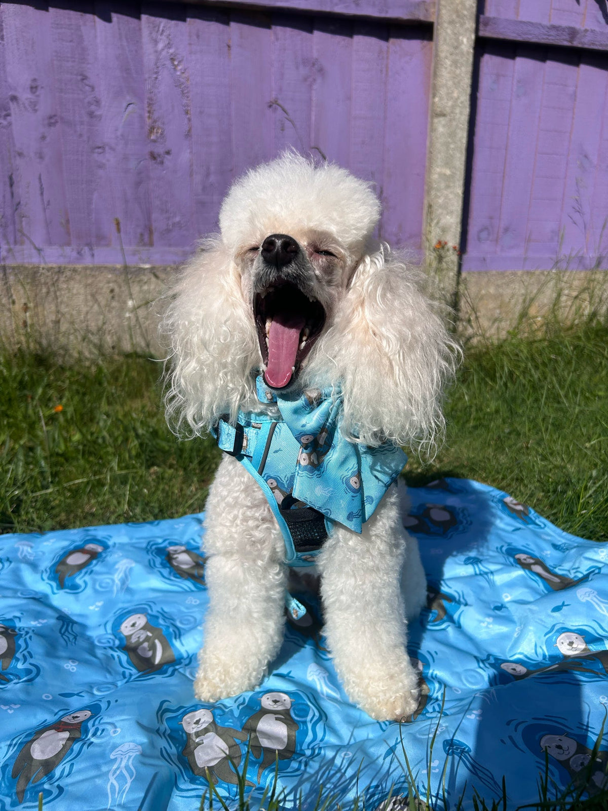 Otterly Lovely Tactical Dog Harness – No Pull & Fully Adjustable - Pet Supplier Store