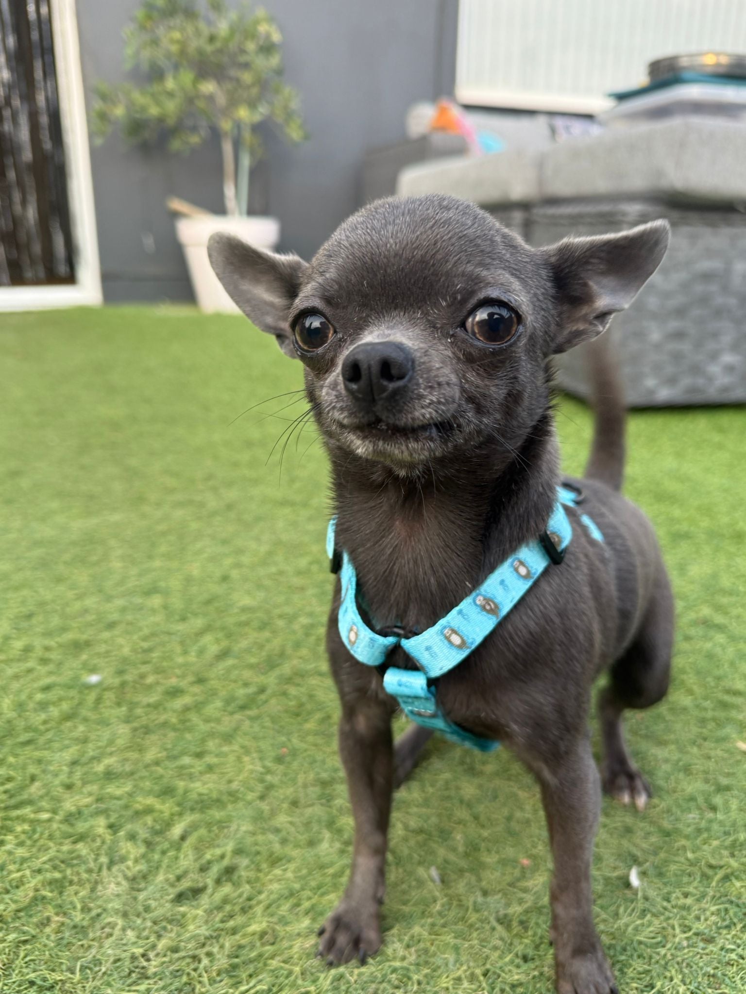 Otterly Lovely XXXS Puppy Harness – Ideal Harness for Puppies and Tiny Pets - Pet Supplier Store