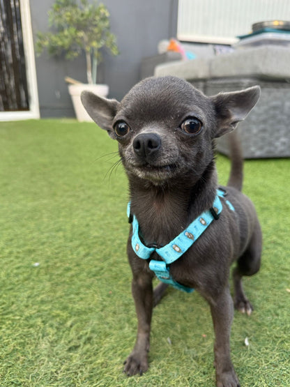 Otterly Lovely XXXS Puppy Harness – Ideal Harness for Puppies and Tiny Pets - Pet Supplier Store
