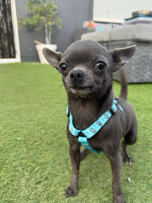 Otterly Lovely XXXS Puppy Harness – Ideal Harness for Puppies and Tiny Pets - Pet Supplier Store