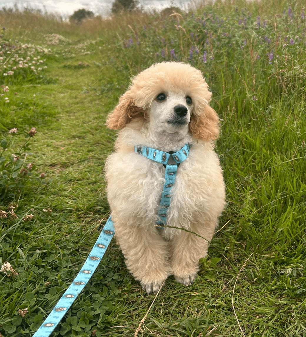 Otterly Lovely XXXS Puppy Harness – Ideal Harness for Puppies and Tiny Pets - Pet Supplier Store